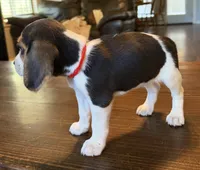 Dug, a male Beagle for sale in Fayetteville, AR – 7 of 10