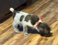 Pink female, a female Wirehaired Pointing Griffon for sale in Fayetteville, AR – Photo 5 of 7