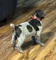 Pink female, a female Wirehaired Pointing Griffon for sale in Fayetteville, AR – Photo 7 of 7