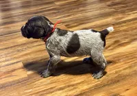Pink female, a female Wirehaired Pointing Griffon for sale in Fayetteville, AR – Photo 6 of 7