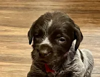 Pink female, a female Wirehaired Pointing Griffon for sale in Fayetteville, AR – Photo 1 of 7