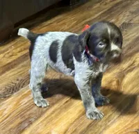 Pink female, a female Wirehaired Pointing Griffon for sale in Fayetteville, AR – Photo 4 of 7