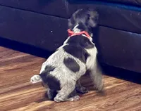 Pink female, a female Wirehaired Pointing Griffon for sale in Fayetteville, AR – Photo 3 of 7