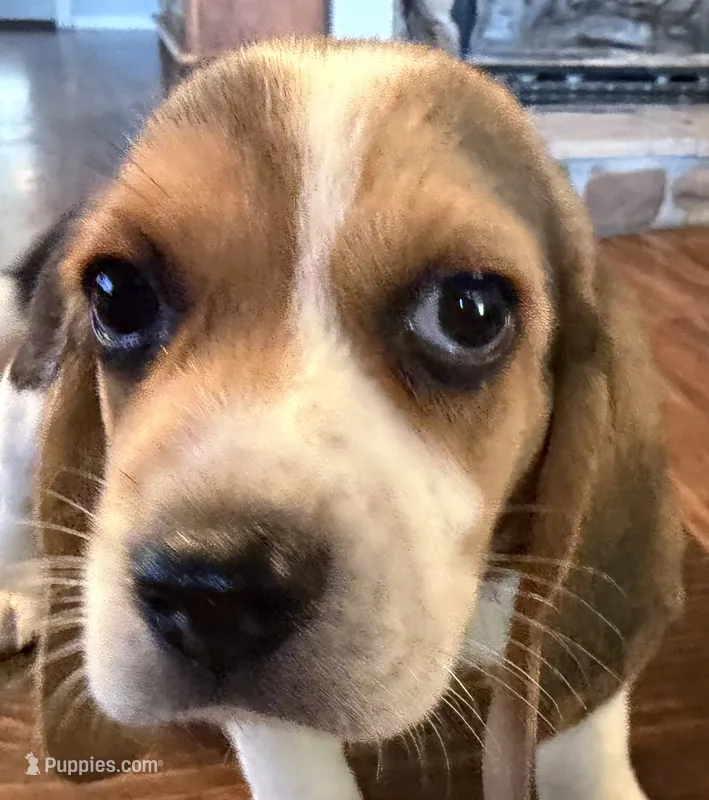 Red – Beagle puppy for sale in Fayetteville, AR
