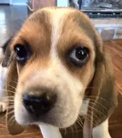 Red, a male Beagle for sale in Fayetteville, AR – 1 of 5