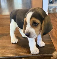 Dug, a male Beagle for sale in Fayetteville, AR – 5 of 10