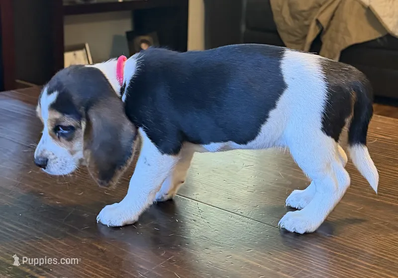 Pink – Beagle puppy for sale in Fayetteville, AR