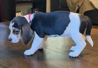 Pink, a female Beagle for sale in Fayetteville, AR – 1 of 4