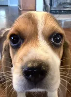 Dug, a male Beagle for sale in Fayetteville, AR – 3 of 10