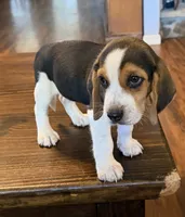 Blue, a male Beagle for sale in Fayetteville, AR – 1 of 5
