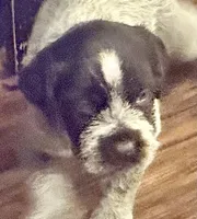 Green male, a female Wirehaired Pointing Griffon for sale in Fayetteville, AR – Photo 1 of 4