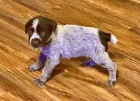 Green male, a female Wirehaired Pointing Griffon for sale in Fayetteville, AR – Photo 4 of 4