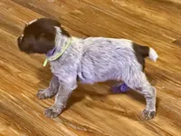 Green male, a female Wirehaired Pointing Griffon for sale in Fayetteville, AR – Photo 3 of 4