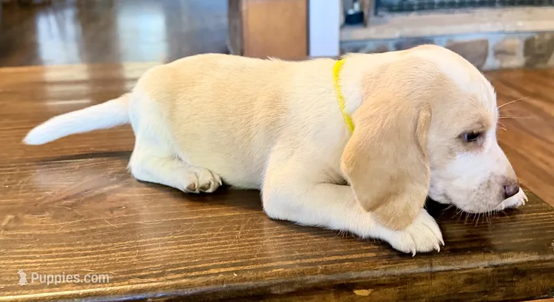 Lemon – Beagle puppy for sale in Fayetteville, AR