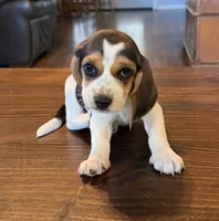 Red, a female Beagle for sale in Fayetteville, AR – 1 of 5