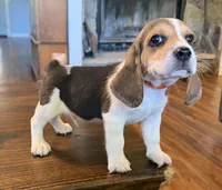 Red, a male Beagle for sale in Fayetteville, AR – 4 of 5