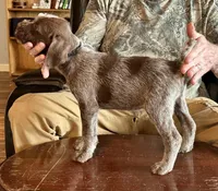 Black male, a female Wirehaired Pointing Griffon for sale in Fayetteville, AR – Photo 3 of 4
