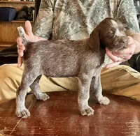 Black male, a female Wirehaired Pointing Griffon for sale in Fayetteville, AR – Photo 1 of 4