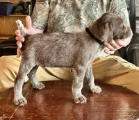 Black male, a female Wirehaired Pointing Griffon for sale in Fayetteville, AR – Photo 2 of 4