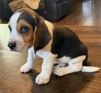 Dug, a male Beagle for sale in Fayetteville, AR – 2 of 10