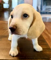 Lemon, a male Beagle for sale in Fayetteville, AR – 2 of 4