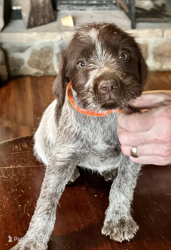 Orange female – Wirehaired Pointing Griffon puppy for sale in Fayetteville, AR