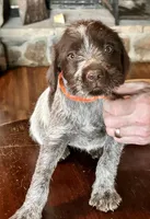 Orange female, a female Wirehaired Pointing Griffon for sale in Fayetteville, AR – Photo 1 of 5