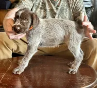 Orange female, a female Wirehaired Pointing Griffon for sale in Fayetteville, AR – Photo 3 of 5