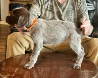 Orange female, a female Wirehaired Pointing Griffon for sale in Fayetteville, AR – Photo 4 of 5