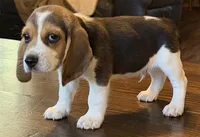 Dug, a male Beagle for sale in Fayetteville, AR – 6 of 10