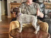 Purple female, a female Wirehaired Pointing Griffon for sale in Fayetteville, AR – Photo 6 of 6