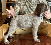 Purple female, a female Wirehaired Pointing Griffon for sale in Fayetteville, AR – Photo 5 of 6