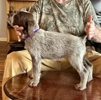Purple female, a female Wirehaired Pointing Griffon for sale in Fayetteville, AR – Photo 4 of 6