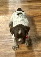 Red Male, a male Wirehaired Pointing Griffon for sale in Fayetteville, AR – Photo 4 of 4