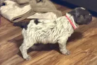 Red Male, a male Wirehaired Pointing Griffon for sale in Fayetteville, AR – Photo 1 of 4