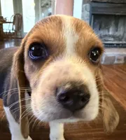Black, a male Beagle for sale in Fayetteville, AR – 3 of 3