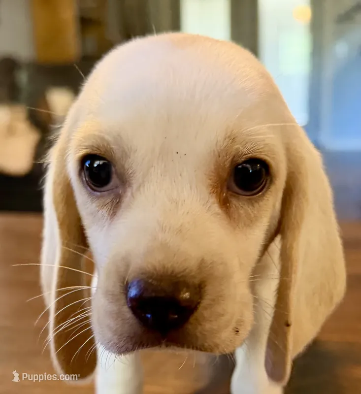 Dug – Beagle puppy for sale in Fayetteville, AR