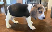 Black, a male Beagle for sale in Fayetteville, AR – 2 of 3