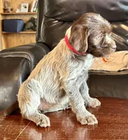 Pink female, a female Wirehaired Pointing Griffon for sale in Fayetteville, AR – Photo 3 of 4