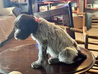 Pink female, a female Wirehaired Pointing Griffon for sale in Fayetteville, AR – Photo 4 of 4