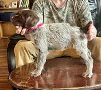 Pink female, a female Wirehaired Pointing Griffon for sale in Fayetteville, AR – Photo 2 of 4