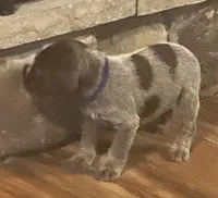 Blue male, a female Wirehaired Pointing Griffon for sale in Fayetteville, AR – Photo 1 of 2