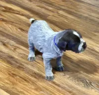 Blue male, a female Wirehaired Pointing Griffon for sale in Fayetteville, AR – Photo 2 of 2