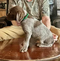Green male, a female Wirehaired Pointing Griffon for sale in Fayetteville, AR – Photo 5 of 6