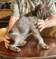 Green male, a female Wirehaired Pointing Griffon for sale in Fayetteville, AR – Photo 3 of 6