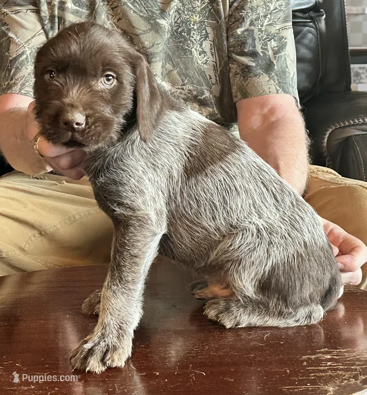 Green male – Wirehaired Pointing Griffon puppy for sale in Fayetteville, AR