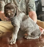 Green male, a female Wirehaired Pointing Griffon for sale in Fayetteville, AR – Photo 1 of 6
