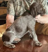 Green male, a female Wirehaired Pointing Griffon for sale in Fayetteville, AR – Photo 2 of 6