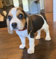 Dug, a male Beagle for sale in Fayetteville, AR – 10 of 10