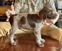 Red male, a female Wirehaired Pointing Griffon for sale in Fayetteville, AR – Photo 5 of 5